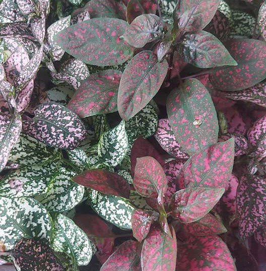 Begonia Rex - Yaprak Güzeli Begonya