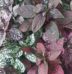 Begonia Rex - Yaprak Güzeli Begonya