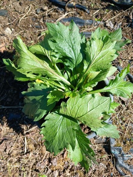 Erigeron Annuus (Hemşin Şifaotu)