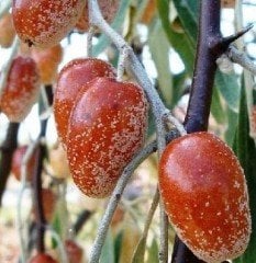 İğde Fidanı Boy 40-50 cm