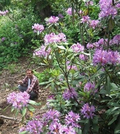 Orman Gülü (Mor Çiçekli) 40-70 cm Fidanı