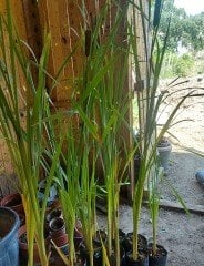 Kedi Kuyruğu Sazı Fidanı 120-150 cm