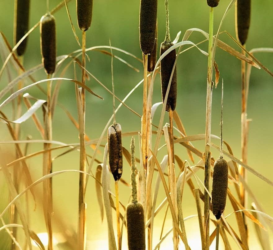 Kedi Kuyruğu Sazı Fidanı 120-150 cm