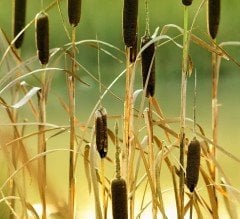 Kedi Kuyruğu Sazı Fidanı 120-150 cm