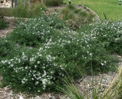 Westringia Fruticosa-Sahil Biberiyesi 60-100 cm