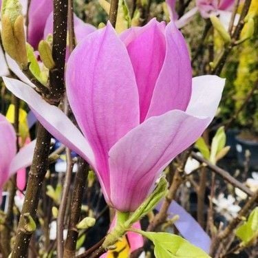Manolya Mor Çiçekli (Magnolia Soulangeana) 130 cm