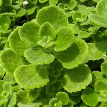 Plectranthus Amboinicus-Nane Kokulu Küba Kekiği