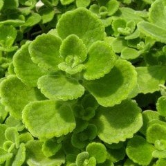 Plectranthus Amboinicus-Nane Kokulu Küba Kekiği