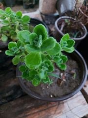 Plectranthus Amboinicus-Nane Kokulu Küba Kekiği