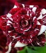 Sihirbaz Gülü Fidanı (Abrakadabra Gülü)