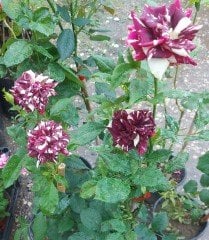 Sihirbaz Gülü Fidanı (Abrakadabra Gülü)