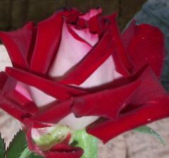 Osaria Alyans Yediveren Gül Fidanı-Açık Köklü