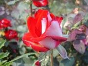 Osaria Alyans Yediveren Gül Fidanı-Açık Köklü