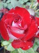 Osaria Alyans Yediveren Gül Fidanı-Açık Köklü