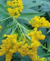 Solidago Golden Dwarf Bodur Altınbaşak Otu Fidesi