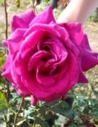 Orient Kokulu Şarabi Gül Fidanı