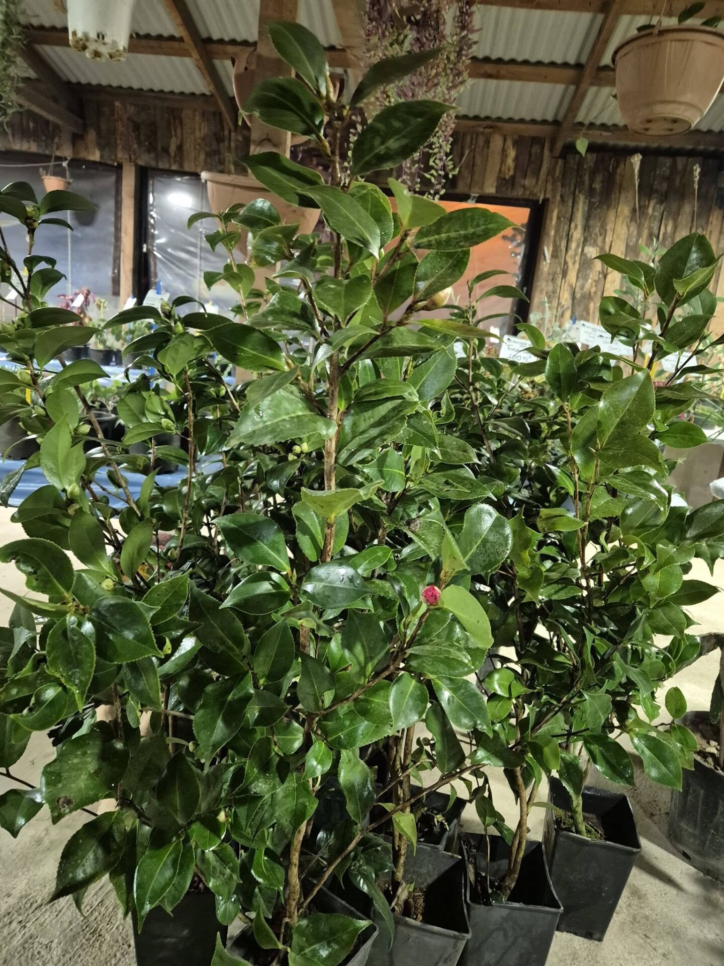 Kamelya Fidanı 120-150 cm Bol Çiçek Açan Özel Bitki