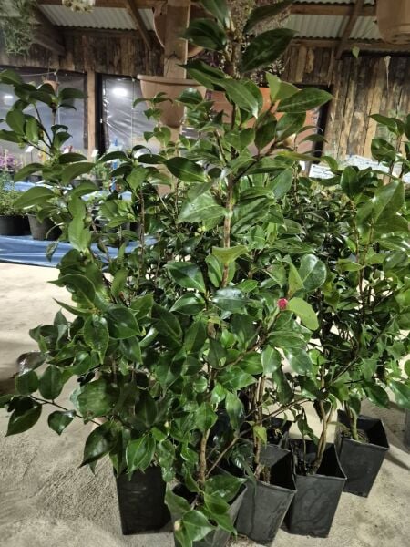 Kamelya Fidanı 120-150 cm Bol Çiçek Açan Özel Bitki
