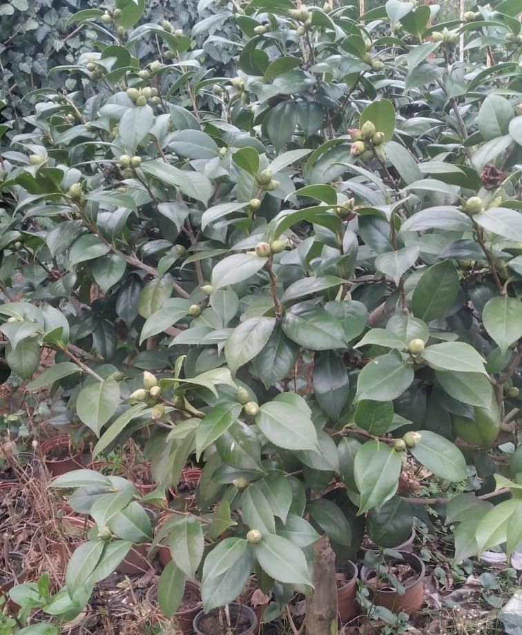 Kamelya Fidanı 15 Yaş-Gövde Çevresi 24-26 cm Bol Çiçekli- Özel Bitki