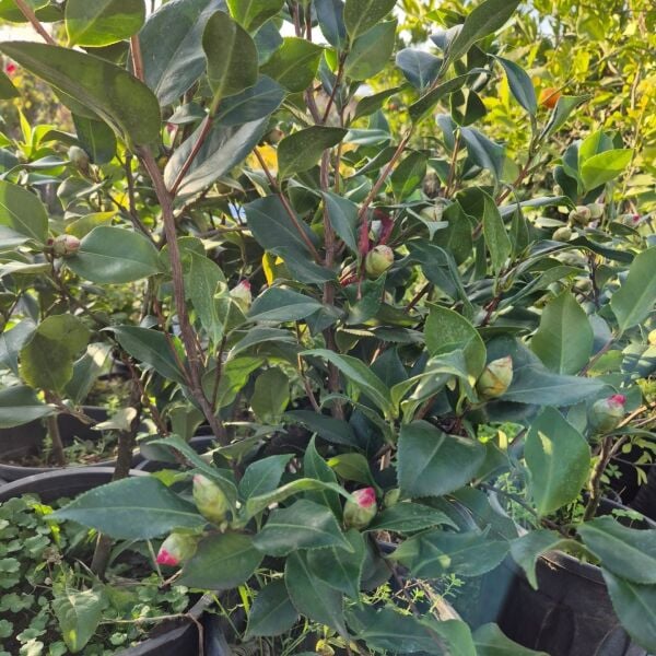 Kamelya Fidanı -Camelia İthal-Boy 70-100 cm