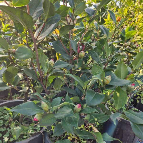 Kamelya Fidanı -Camelia İthal-Boy 70-100 cm-Bol Çiçekli