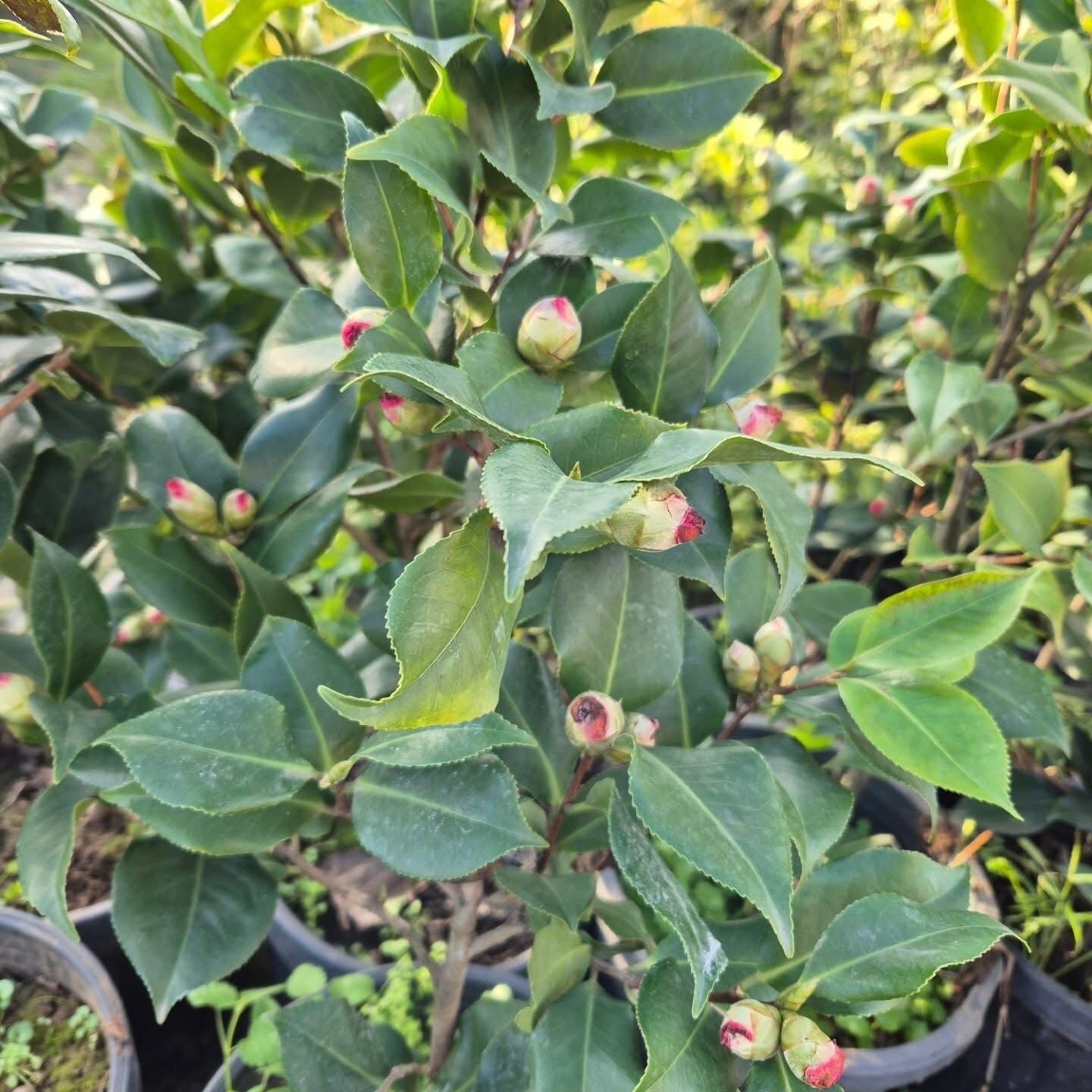 Kamelya Fidanı -Camelia İthal-Boy 70-100 cm