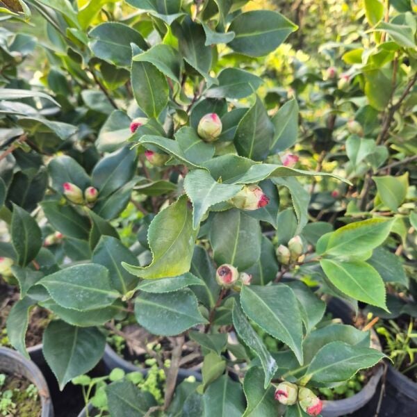 Kamelya Fidanı -Camelia İthal-Boy 70-100 cm-Bol Çiçekli