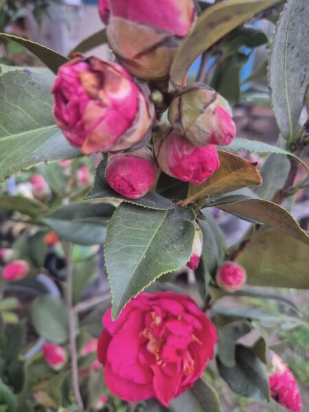 Kamelya Fidanı -Camelia Japonica-Boy 100-120 cm-Bol Çiçekli