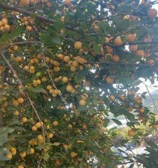 Niğde Sarı Erik Fidanı 150 cm- 4 Yaş-Yumurta Eriği