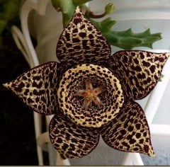 Leş Kaktüsü (Stapelia
