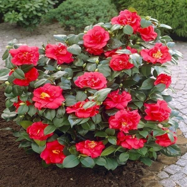 Kamelya Fidanı -Camelia Japonica Fidanı 50-70 cm