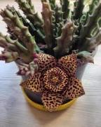 Leş Kaktüsü (Stapelia