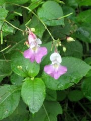 Impatiens Balfourii (Fakir Orkidesi) Fidanı