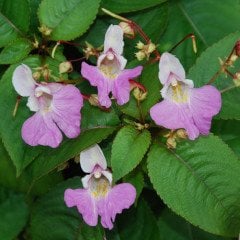 Impatiens Balfourii (Fakir Orkidesi) Fidanı