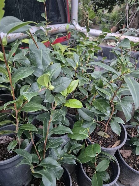 Kamelya Fidanı -Camelia Japonica Fidanı 50-70 cm