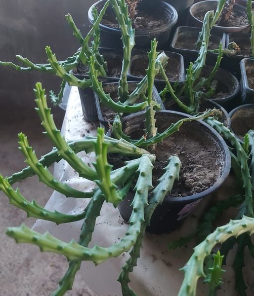 Leş Kaktüsü (Stapelia