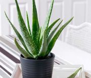 Aloe Vera Büyük Boy