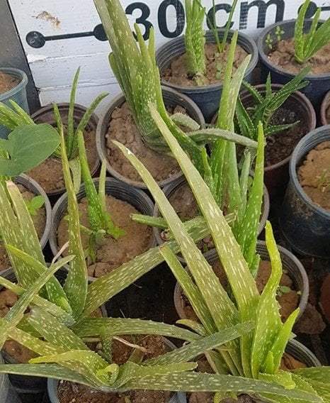 Aloe Vera Büyük Boy