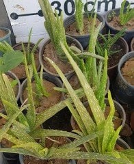 Aloe Vera Büyük Boy
