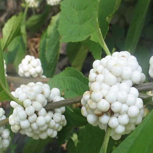 Callicarpa Americana 'Alba' White American Beauty-Beyaz Güzellik Üzümü