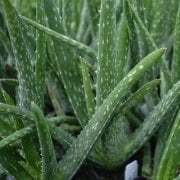 Aloe Vera Büyük Boy