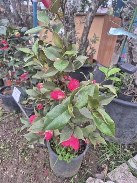 Kamelya Fidanı -Camelia Japonica Fidanı 80-100 cm-Bol Çiçekli