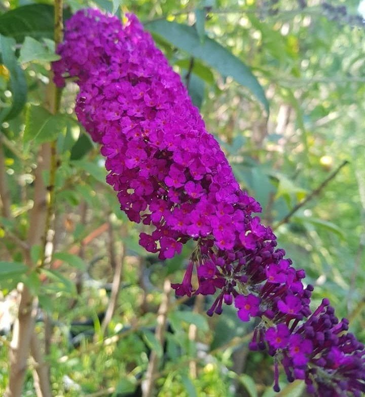 Buddleja Davidii Nanho Purple, Kelebek Çalısı Fidanı Üzeri Çiçekli