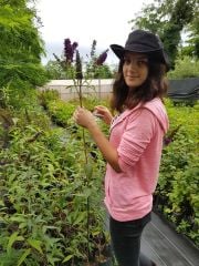 Buddleja Davidii Nanho Purple, Kelebek Çalısı Fidanı