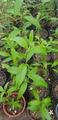 Buddleja Davidii Nanho Purple, Kelebek Çalısı Fidanı