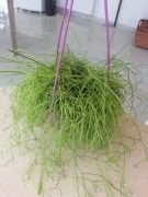 Rhipsalis cassutha (Spagetti sukulent) 15-20 cm