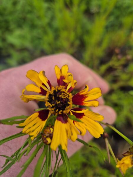 Kızgözü Çiçeği Fidesi – Coreopsis ‘Solena Red and Gold