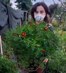 Kadife Çiçeği Geleneksel Çeşit