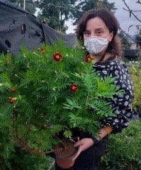 Kadife Çiçeği Geleneksel Çeşit