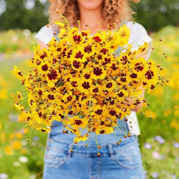 Kızgözü Çiçeği Fidesi – Coreopsis ‘Solena Red and Gold